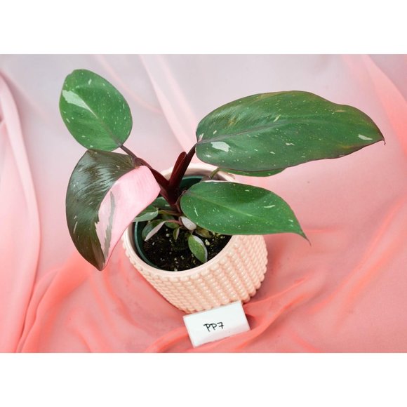 Pink Princess Philodendron 4" US Seller | RARE Pot - Picture 5 of 5